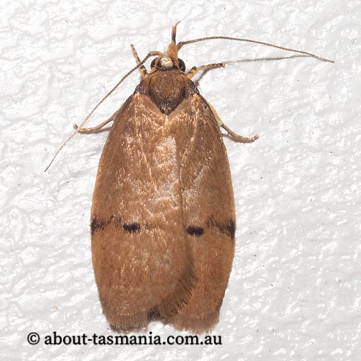 Pedois humerana, Depressariidae, Tasmania, moth