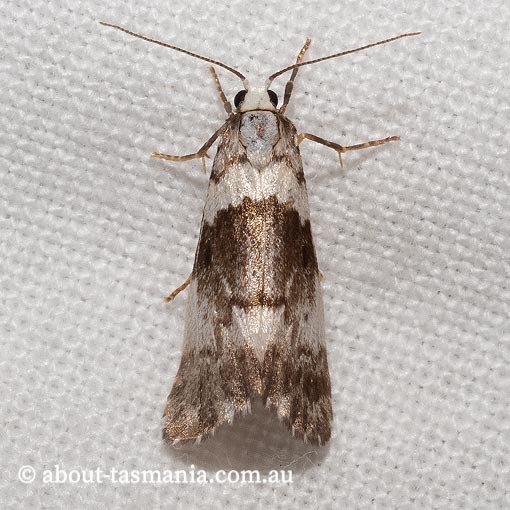 Philenora aspectalella, Arctiidae, Tasmania, moth