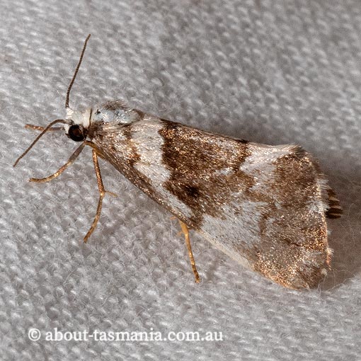 Philenora aspectalella, Arctiidae, Tasmania, moth