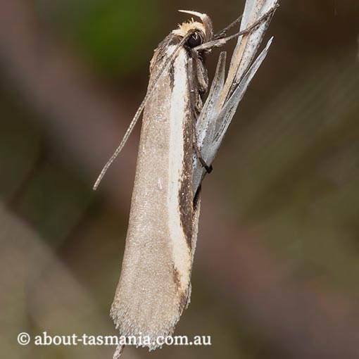 Philobota crypsichola, Oecophoridae, Tasmania, moth