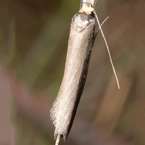 Philobota crypsichola, Oecophoridae, Tasmania, moth