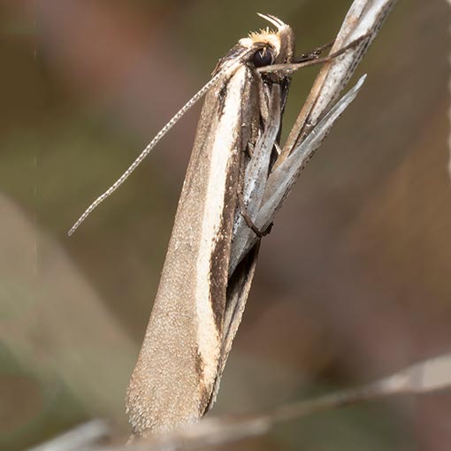Philobota crypsichola, Oecophoridae, Tasmania, moth