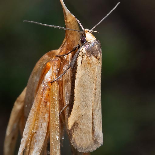 Philobota crypsichola, Oecophoridae, Tasmania, moth