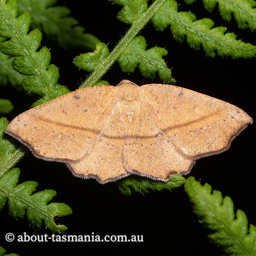 Planolocha obliquata, Geometridae, Tasmania, moth