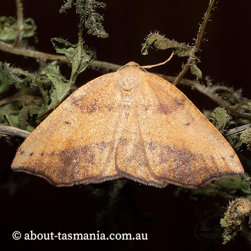 Planolocha obliquata, Geometridae, Tasmania, moth
