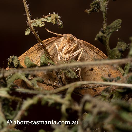 Planolocha obliquata, Geometridae, Tasmania, moth