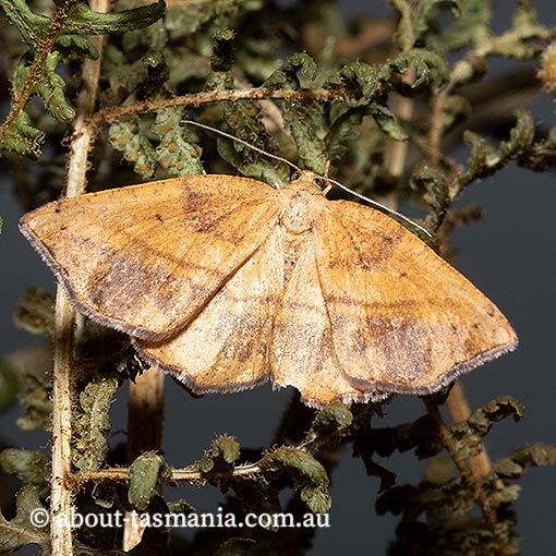 Planolocha obliquata, Geometridae, Tasmania, moth