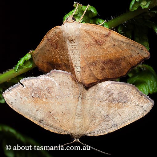 Planolocha obliquata, Geometridae, Tasmania, moth