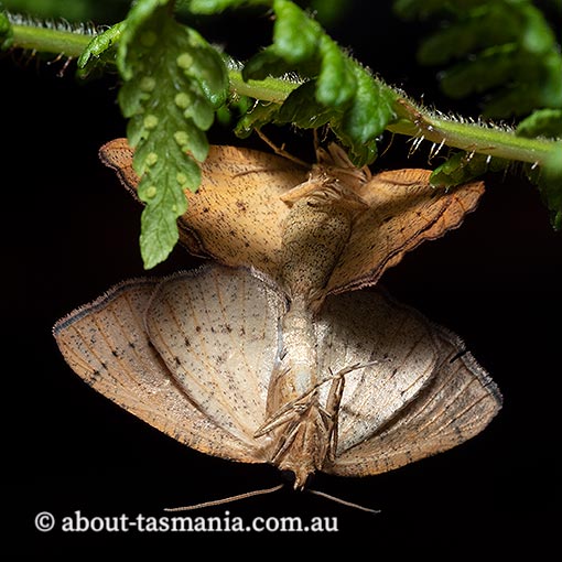 Planolocha obliquata, Geometridae, Tasmania, moth