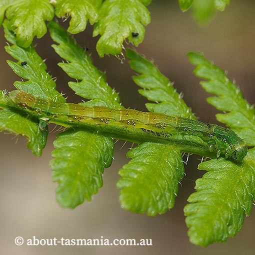 Planolocha obliquata, Geometridae, Tasmania, moth