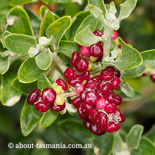 Rhagodia candolleana, seaberry saltbush, Tasmania