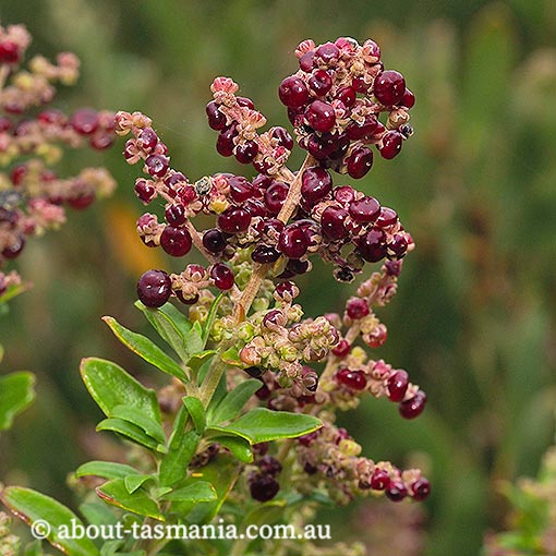 Rhagodia candolleana, seaberry saltbush, Tasmania