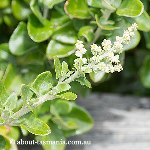 Rhagodia candolleana, seaberry saltbush, Tasmania