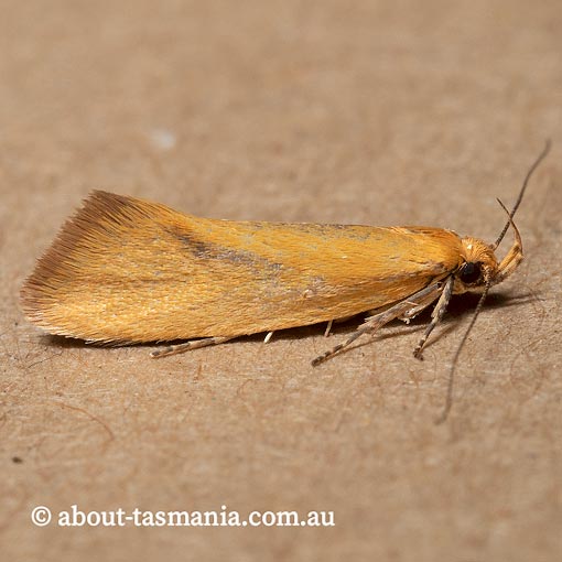 Telocharacta hemicroca, Oecophoridae, Oecophoridae, Tasmania, moth