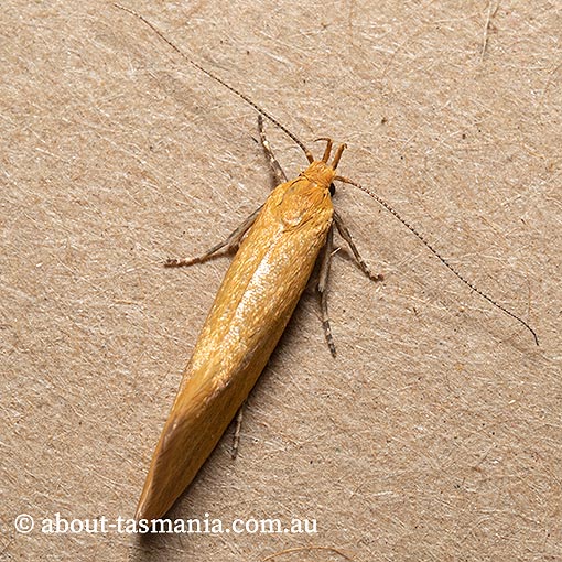 Telocharacta hemicroca, Oecophoridae, Oecophoridae, Tasmania, moth