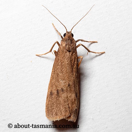 Thermeola tasmanica, Arctiidae, Tasmania, moth