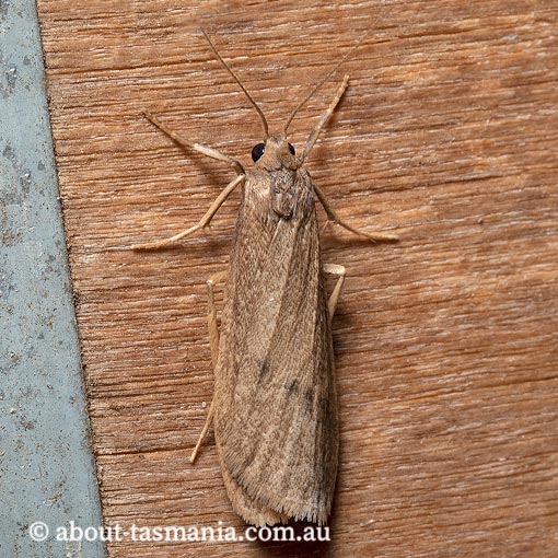 Thermeola tasmanica, Arctiidae, Tasmania, moth