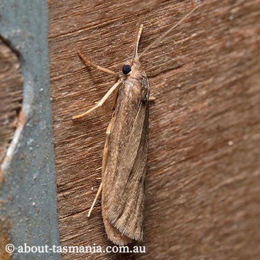 Thermeola tasmanica, Arctiidae, Tasmania, moth