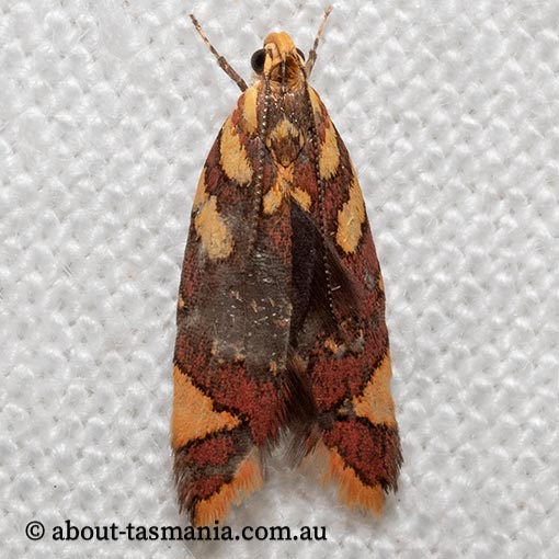Tisobarica thyteria, Oecophoridae, Tasmania, moth