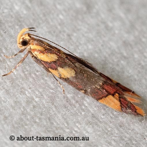 Tisobarica thyteria, Oecophoridae, Tasmania, moth