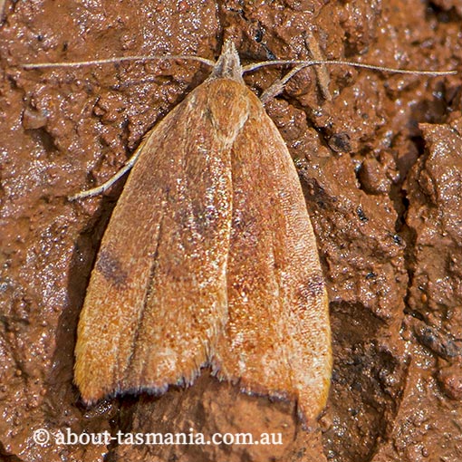 Tortricopsis uncinella, Wingia Group, Oecophoridae, Tasmania, moth