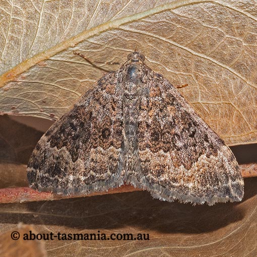 Xanthorhoe strumosata, strumosata carpet, Geometridae, Tasmania, moth