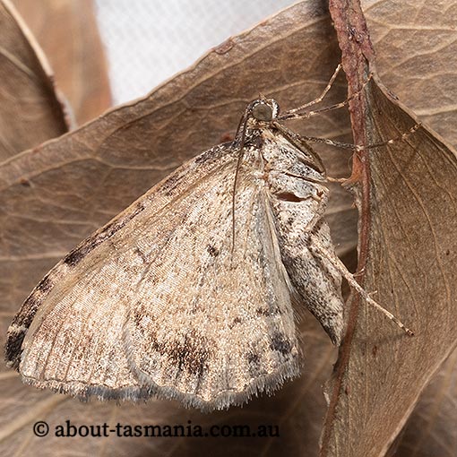 Xanthorhoe strumosata, strumosata carpet, Geometridae, Tasmania, moth