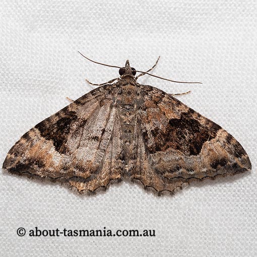 Xanthorhoe strumosata, strumosata carpet, Geometridae, Tasmania, moth