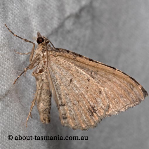 Xanthorhoe strumosata, strumosata carpet, Geometridae, Tasmania, moth