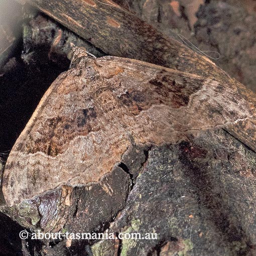 Xanthorhoe strumosata, strumosata carpet, Geometridae, Tasmania, moth
