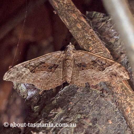 Xanthorhoe strumosata, strumosata carpet, Geometridae, Tasmania, moth