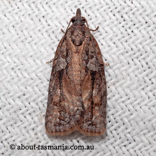 Acropolitis excelsa, Tortricidae, Tasmania, moth