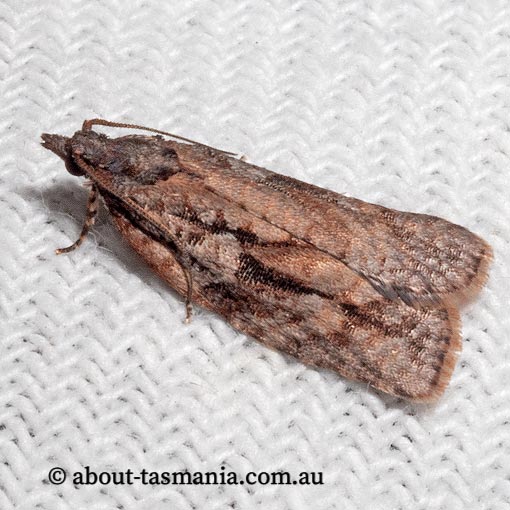 Acropolitis excelsa, Tortricidae, Tasmania, moth