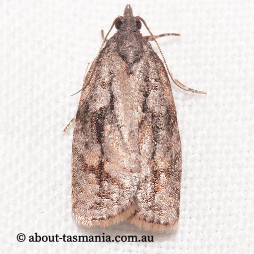 Acropolitis excelsa, Tortricidae, Tasmania, moth