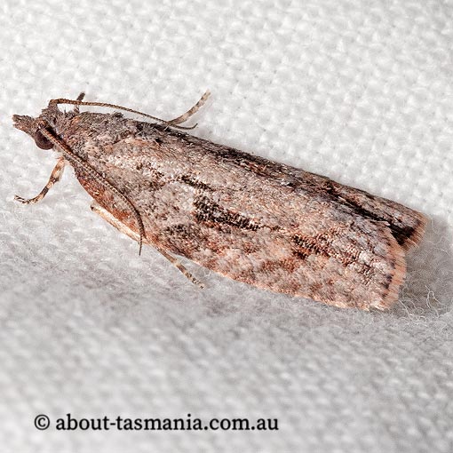 Acropolitis excelsa, Tortricidae, Tasmania, moth