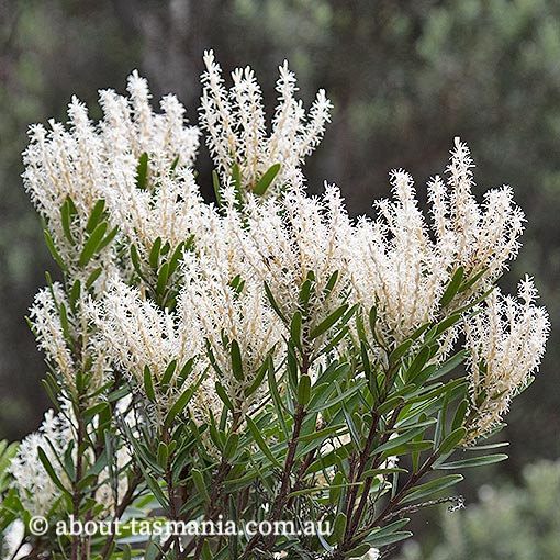 Agastachys odorata, white waratah, endemic plant, Tasmania