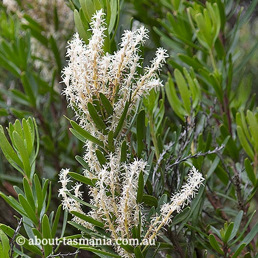 Agastachys odorata, white waratah, endemic plant, Tasmania