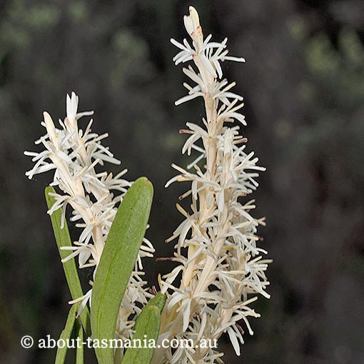 Agastachys odorata, white waratah, endemic plant, Tasmania