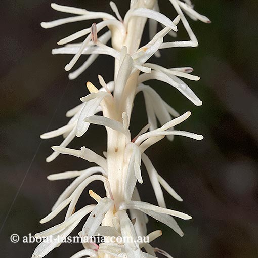Agastachys odorata, white waratah, endemic plant, Tasmania