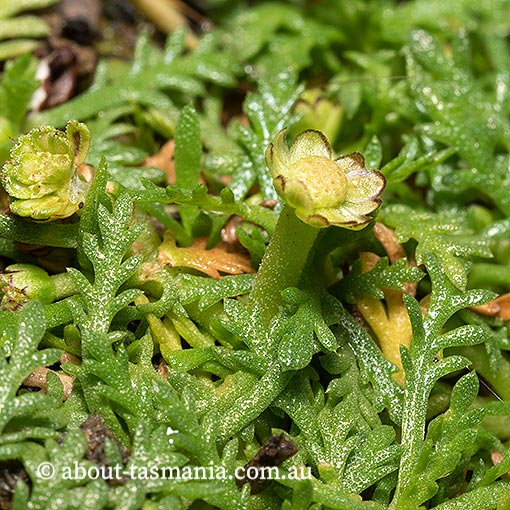 Cotula alpina, Tasmania