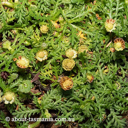 Cotula alpina, Tasmania
