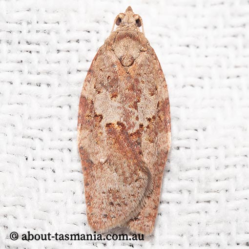 Epiphyas ashworthana, Tortricidae, Tasmania, moth