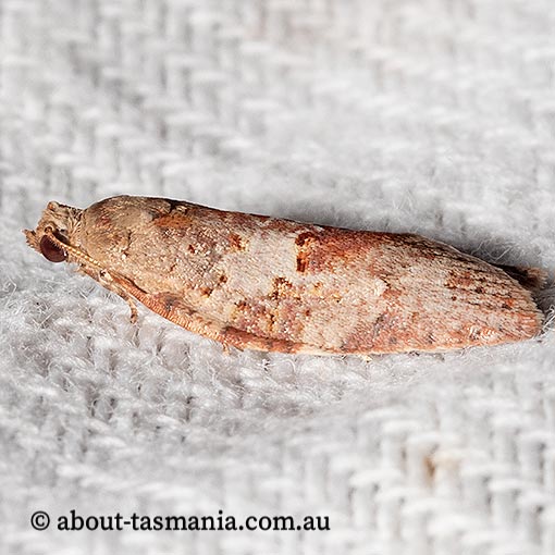 Epiphyas ashworthana, Tortricidae, Tasmania, moth