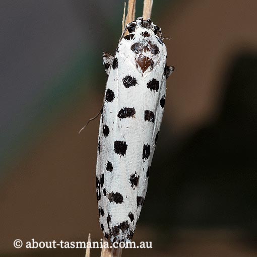 Ethmia clytodoxa, Ethmiidae, Tasmania, moth