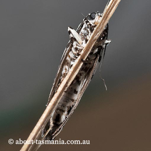 Ethmia clytodoxa, Ethmiidae, Tasmania, moth
