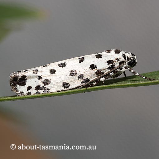 Ethmia clytodoxa, Ethmiidae, Tasmania, moth