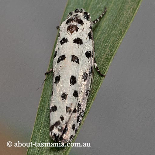 Ethmia clytodoxa, Ethmiidae, Tasmania, moth