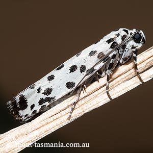 Ethmia clytodoxa