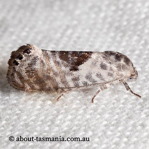 Eupselia carpocapsella, Hypertrophidae, Tasmania, moth