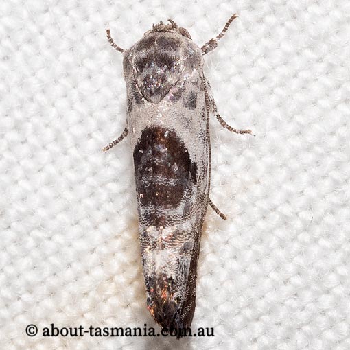 Eupselia carpocapsella, Hypertrophidae, Tasmania, moth